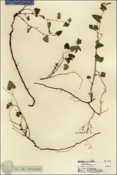 URN_catalog_HBHinton_herbarium_18969.jpg.jpg