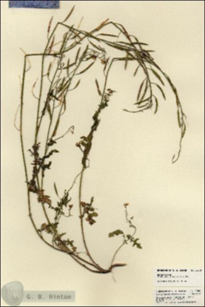 URN_catalog_HBHinton_herbarium_22008.jpg.jpg