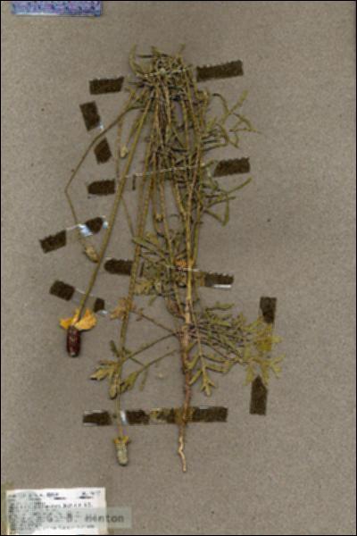 URN_catalog_HBHinton_herbarium_19437.jpg.jpg