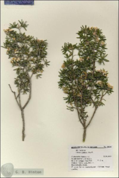 URN_catalog_HBHinton_herbarium_28241.jpg.jpg