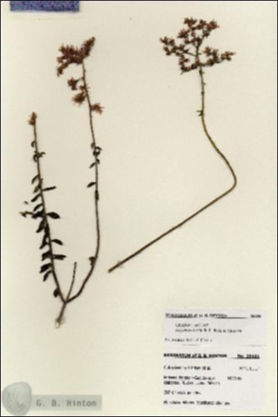 URN_catalog_HBHinton_herbarium_28181.jpg.jpg