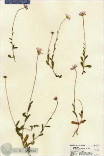 URN_catalog_HBHinton_herbarium_22220.jpg.jpg