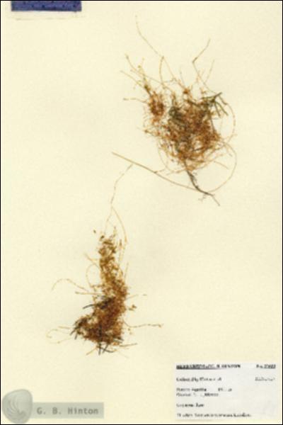 URN_catalog_HBHinton_herbarium_27619.jpg.jpg
