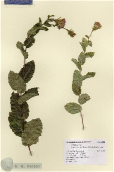 URN_catalog_HBHinton_herbarium_19058.jpg.jpg