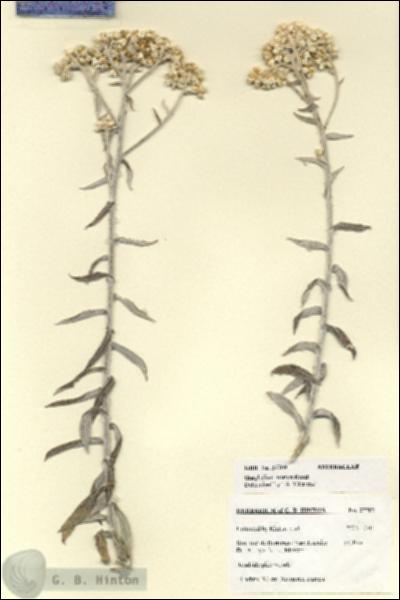 URN_catalog_HBHinton_herbarium_27709.jpg.jpg