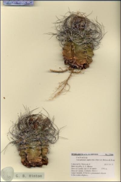 URN_catalog_HBHinton_herbarium_27836.jpg.jpg