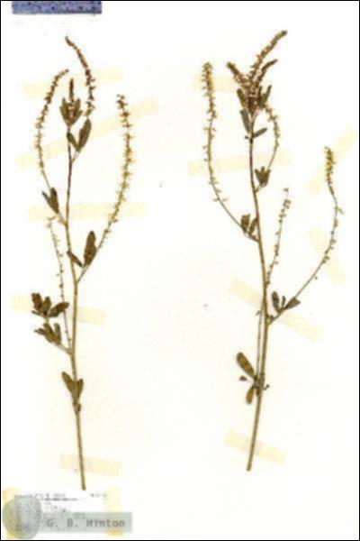 URN_catalog_HBHinton_herbarium_17136.jpg.jpg