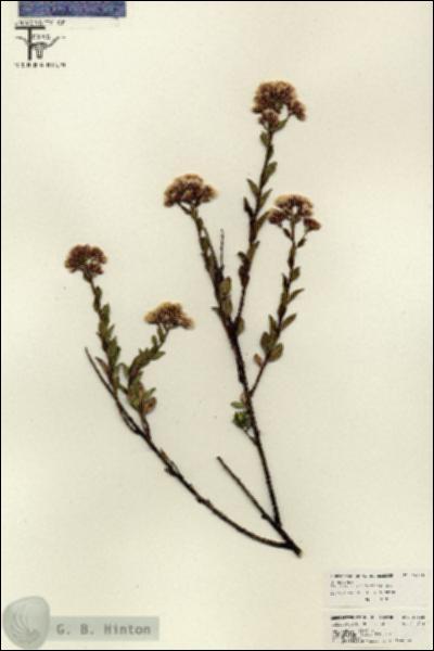 URN_catalog_HBHinton_herbarium_26128.jpg.jpg