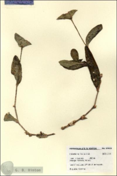 URN_catalog_HBHinton_herbarium_27815.jpg.jpg