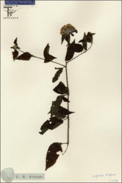 URN_catalog_HBHinton_herbarium_13206.jpg.jpg