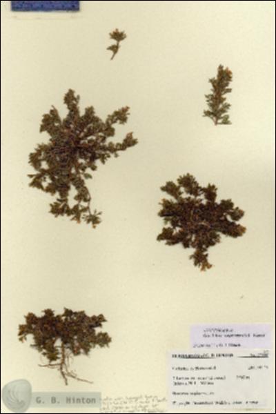 URN_catalog_HBHinton_herbarium_27670.jpg.jpg