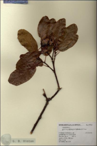 URN_catalog_HBHinton_herbarium_17714.jpg.jpg