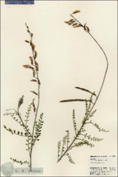 URN_catalog_HBHinton_herbarium_23703.jpg.jpg