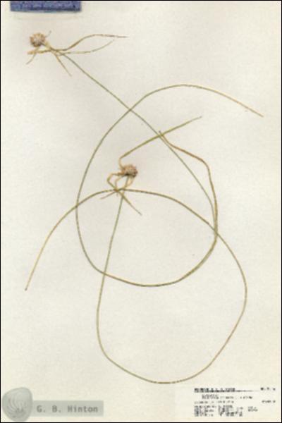 URN_catalog_HBHinton_herbarium_20346.jpg.jpg