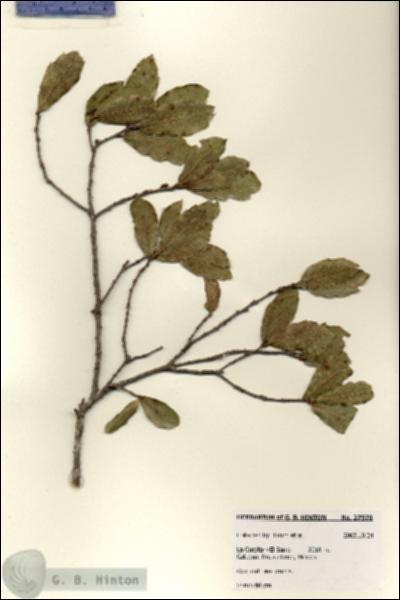 URN_catalog_HBHinton_herbarium_27978.jpg.jpg
