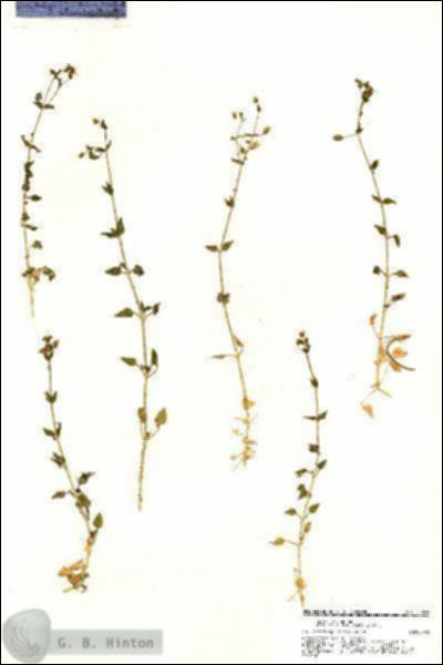 URN_catalog_HBHinton_herbarium_20241.jpg.jpg