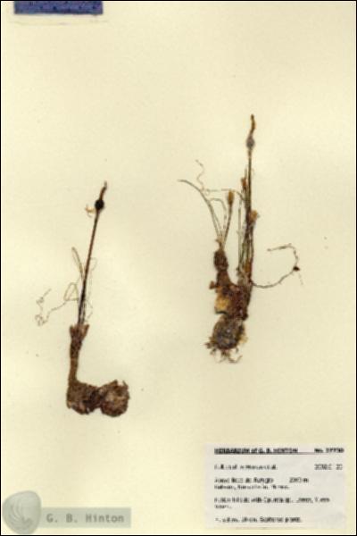 URN_catalog_HBHinton_herbarium_27730.jpg.jpg