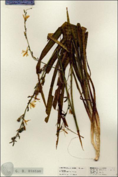 URN_catalog_HBHinton_herbarium_24674.jpg.jpg