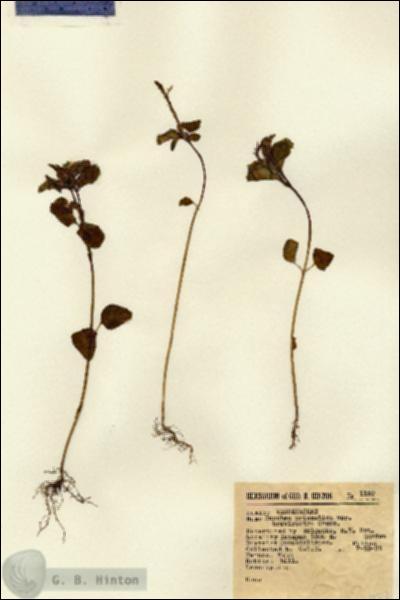 URN_catalog_HBHinton_herbarium_1152.jpg.jpg