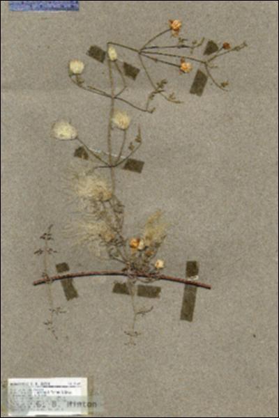 URN_catalog_HBHinton_herbarium_19552.jpg.jpg