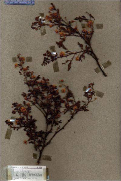URN_catalog_HBHinton_herbarium_18740.jpg.jpg