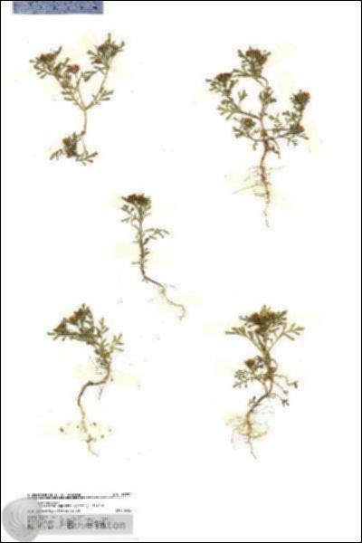 URN_catalog_HBHinton_herbarium_19790.jpg.jpg