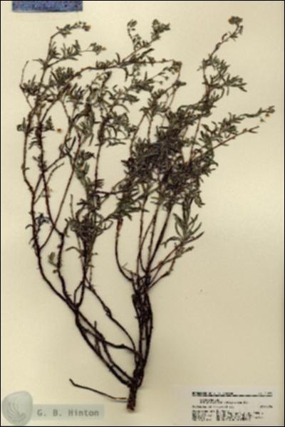URN_catalog_HBHinton_herbarium_21870.jpg.jpg