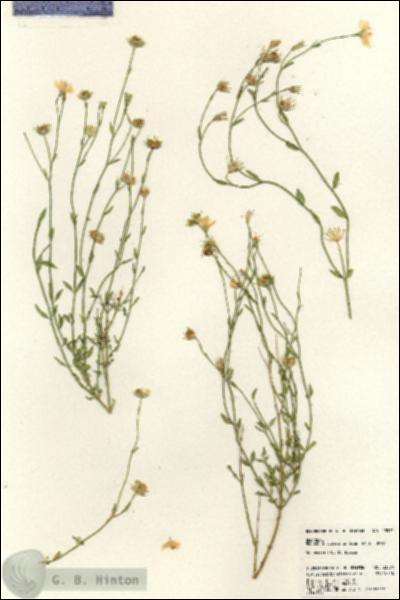 URN_catalog_HBHinton_herbarium_23571.jpg.jpg