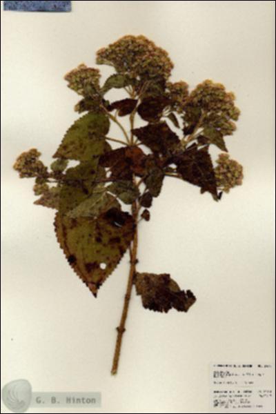 URN_catalog_HBHinton_herbarium_24013.jpg.jpg