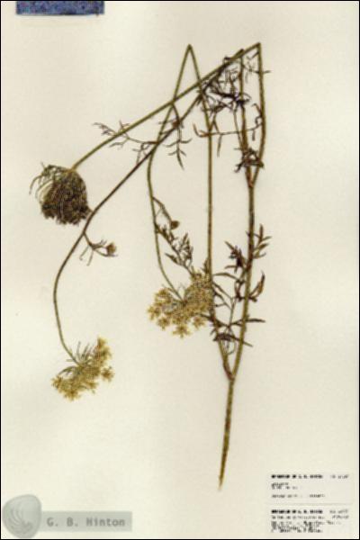 URN_catalog_HBHinton_herbarium_24397.jpg.jpg