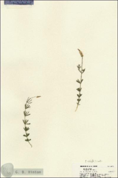URN_catalog_HBHinton_herbarium_22575.jpg.jpg