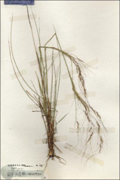 URN_catalog_HBHinton_herbarium_19742.jpg.jpg