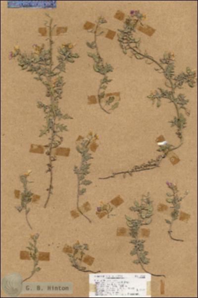 URN_catalog_HBHinton_herbarium_18188.jpg.jpg