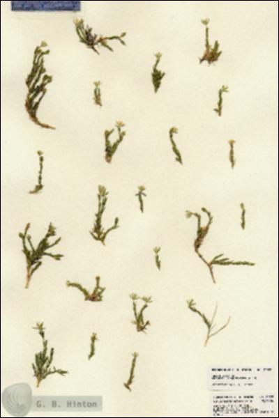 URN_catalog_HBHinton_herbarium_22822.jpg.jpg
