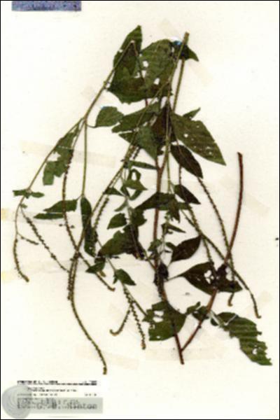 URN_catalog_HBHinton_herbarium_20099.jpg.jpg
