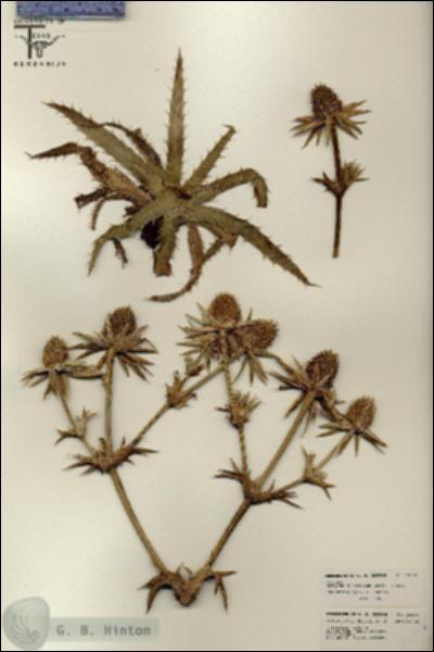 URN_catalog_HBHinton_herbarium_26163.jpg.jpg