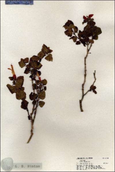 URN_catalog_HBHinton_herbarium_20423.jpg.jpg