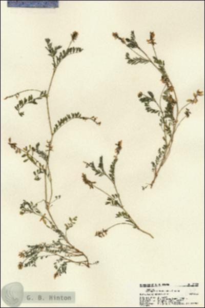 URN_catalog_HBHinton_herbarium_22076.jpg.jpg