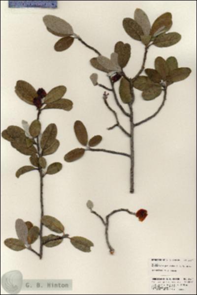 URN_catalog_HBHinton_herbarium_24244.jpg.jpg
