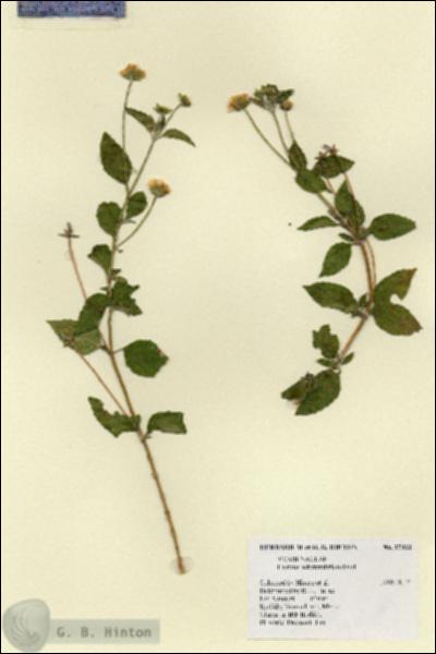URN_catalog_HBHinton_herbarium_17933.jpg.jpg