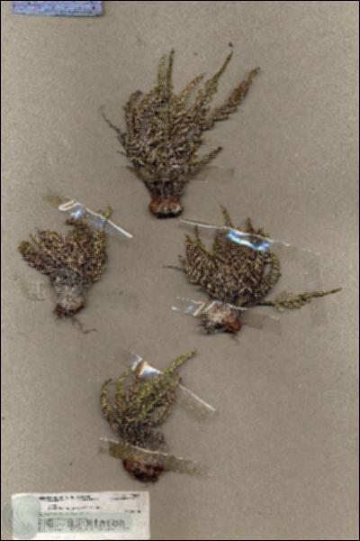 URN_catalog_HBHinton_herbarium_19651.jpg.jpg
