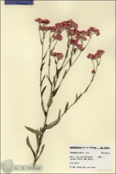 URN_catalog_HBHinton_herbarium_27919.jpg.jpg