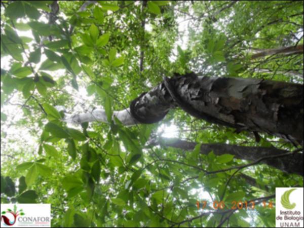51199_S1_ARC_20130614_016_001.jpg.jpg