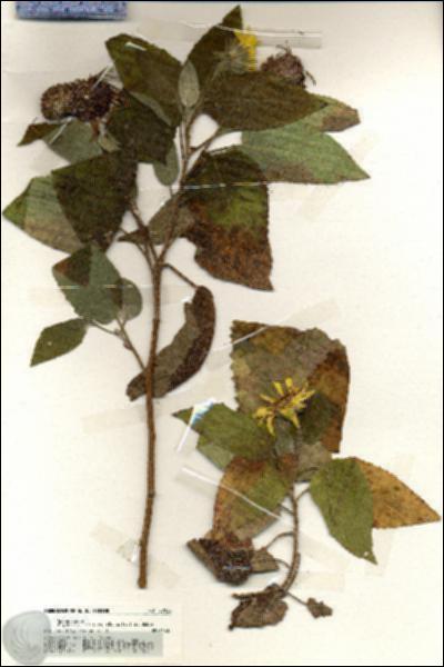 URN_catalog_HBHinton_herbarium_20028.jpg.jpg