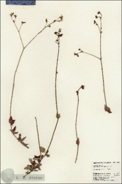 URN_catalog_HBHinton_herbarium_24481.jpg.jpg