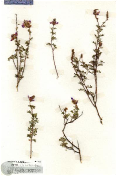 URN_catalog_HBHinton_herbarium_19763.jpg.jpg