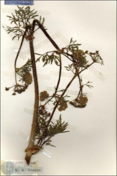 URN_catalog_HBHinton_herbarium_18430.jpg.jpg