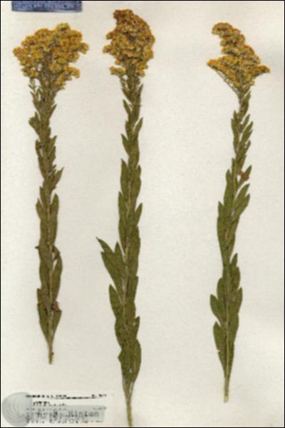 URN_catalog_HBHinton_herbarium_20469.jpg.jpg