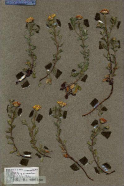 URN_catalog_HBHinton_herbarium_19139.jpg.jpg