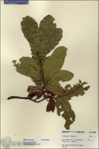 URN_catalog_HBHinton_herbarium_27492.jpg.jpg